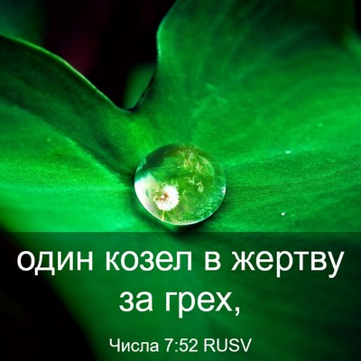 Picture 03 - Числа 7:52 RUSV - один козел в жертву за - Bible Verse Picture