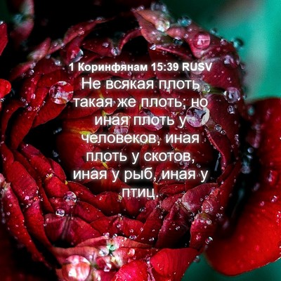 Picture 04 - 1 Коринфянам 15:39 RUSV - Не всякая плоть такая же - Bible Verse Picture