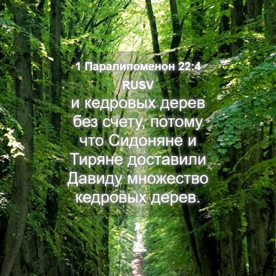 Picture 04 - 1 Паралипоменон 22:4 RUSV - и кедровых дерев без счету, - Bible Verse Picture