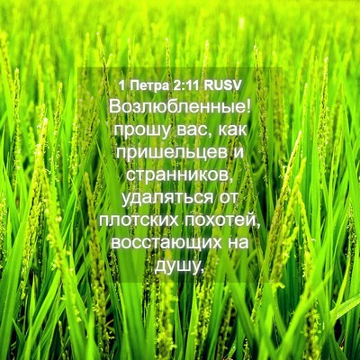Picture 04 - 1 Петра 2:11 RUSV - Возлюбленные! прошу вас, - Bible Verse Picture