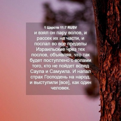 Picture 04 - 1 Царств 11:7 RUSV - и взял он пару волов, и - Bible Verse Picture
