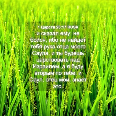 Picture 04 - 1 Царств 23:17 RUSV - и сказал ему: не бойся, ибо - Bible Verse Picture