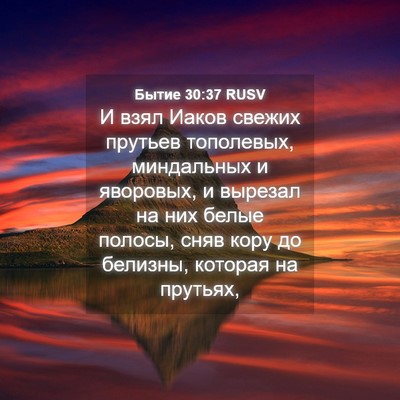 Picture 04 - Бытие 30:37 RUSV - И взял Иаков свежих - Bible Verse Picture