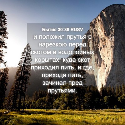 Picture 04 - Бытие 30:38 RUSV - и положил прутья с - Bible Verse Picture