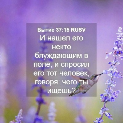 Picture 04 - Бытие 37:15 RUSV - И нашел его некто - Bible Verse Picture