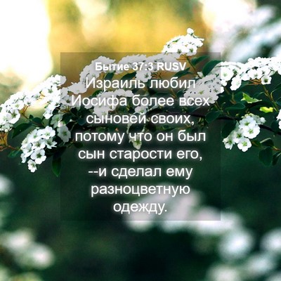 Picture 04 - Бытие 37:3 RUSV - Израиль любил Иосифа более - Bible Verse Picture