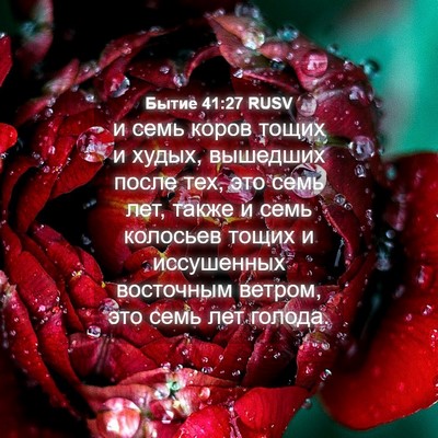 Picture 04 - Бытие 41:27 RUSV - и семь коров тощих и худых, - Bible Verse Picture
