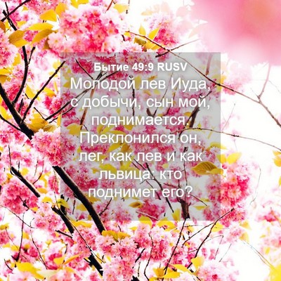 Picture 04 - Бытие 49:9 RUSV - Молодой лев Иуда, с добычи, - Bible Verse Picture