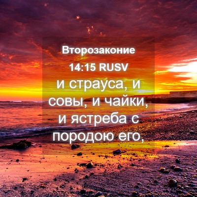 Picture 04 - Второзаконие 14:15 RUSV - и страуса, и совы, и чайки, и - Bible Verse Picture