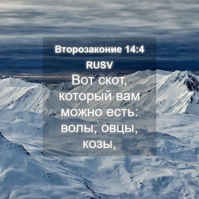 Picture 04 - Второзаконие 14:4 RUSV - Вот скот, который вам можно - Bible Verse Picture