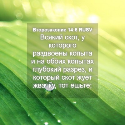 Picture 04 - Второзаконие 14:6 RUSV - Всякий скот, у которого - Bible Verse Picture