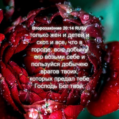 Picture 04 - Второзаконие 20:14 RUSV - только жен и детей и скот и - Bible Verse Picture