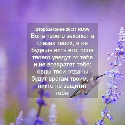 Picture 04 - Второзаконие 28:31 RUSV - Вола твоего заколют в - Bible Verse Picture