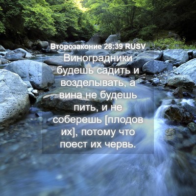 Picture 04 - Второзаконие 28:39 RUSV - Виноградники будешь - Bible Verse Picture