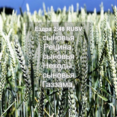 Picture 04 - Ездра 2:48 RUSV - сыновья Рецина, сыновья - Bible Verse Picture