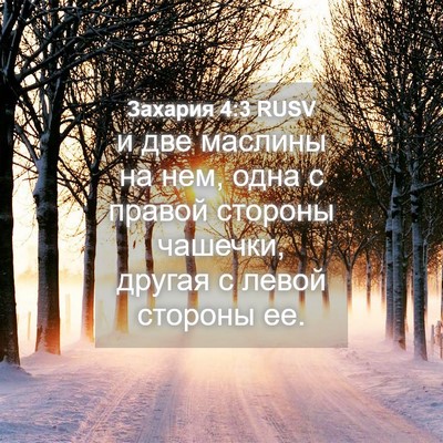 Picture 04 - Захария 4:3 RUSV - и две маслины на нем, одна с - Bible Verse Picture