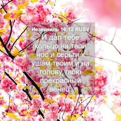 Picture 04 - Иезекииль 16:12 RUSV - И дал тебе кольцо на твой - Bible Verse Picture