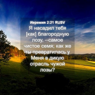 Picture 04 - Иеремия 2:21 RUSV - Я насадил тебя [как] - Bible Verse Picture