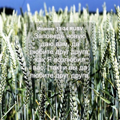Picture 04 - Иоанна 13:34 RUSV - Заповедь новую даю вам, да - Bible Verse Picture