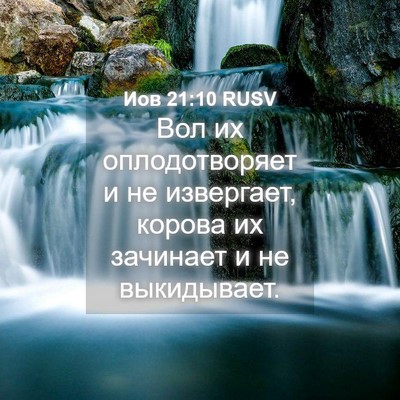 Picture 04 - Иов 21:10 RUSV - Вол их оплодотворяет и не - Bible Verse Picture
