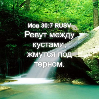 Picture 04 - Иов 30:7 RUSV - Ревут между кустами, - Bible Verse Picture