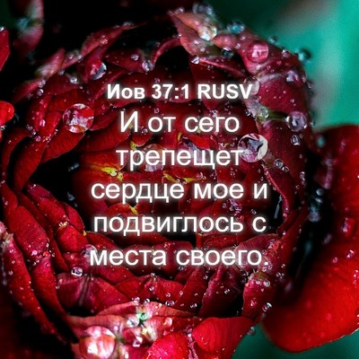 Picture 04 - Иов 37:1 RUSV - И от сего трепещет сердце - Bible Verse Picture