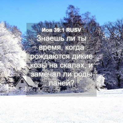 Picture 04 - Иов 39:1 RUSV - Знаешь ли ты время, когда - Bible Verse Picture