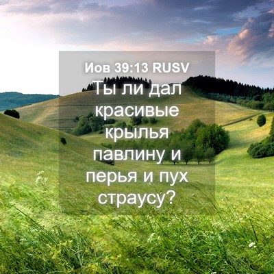 Picture 04 - Иов 39:13 RUSV - Ты ли дал красивые крылья - Bible Verse Picture