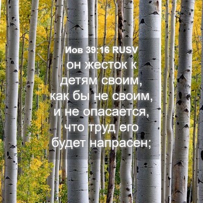 Picture 04 - Иов 39:16 RUSV - он жесток к детям своим, - Bible Verse Picture