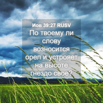 Picture 04 - Иов 39:27 RUSV - По твоему ли слову - Bible Verse Picture