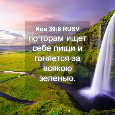 Picture 04 - Иов 39:8 RUSV - по горам ищет себе пищи и - Bible Verse Picture