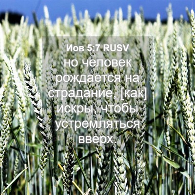 Picture 04 - Иов 5:7 RUSV - но человек рождается на - Bible Verse Picture