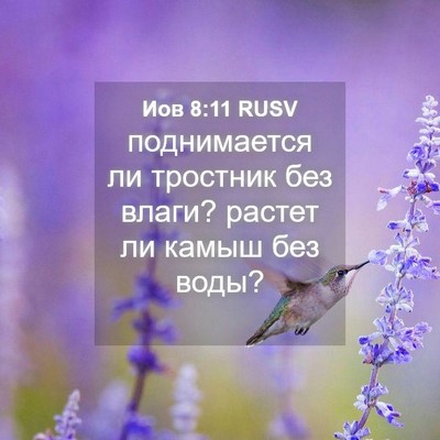 Picture 04 - Иов 8:11 RUSV - поднимается ли тростник - Bible Verse Picture
