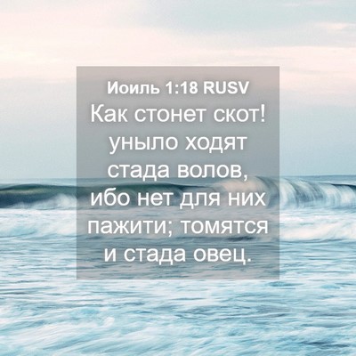 Picture 04 - Иоиль 1:18 RUSV - Как стонет скот! уныло - Bible Verse Picture