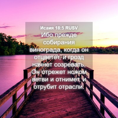 Picture 04 - Исаия 18:5 RUSV - Ибо прежде собирания - Bible Verse Picture