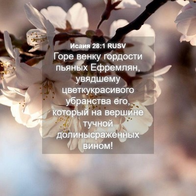 Picture 04 - Исаия 28:1 RUSV - Горе венку гордости пьяных - Bible Verse Picture
