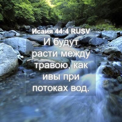 Picture 04 - Исаия 44:4 RUSV - И будут расти между травою, - Bible Verse Picture