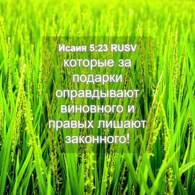 Picture 04 - Исаия 5:23 RUSV - которые за подарки - Bible Verse Picture