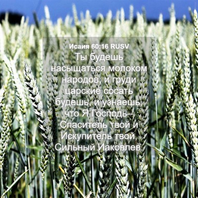 Picture 04 - Исаия 60:16 RUSV - Ты будешь насыщаться - Bible Verse Picture