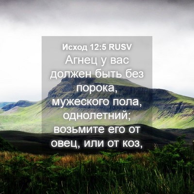 Picture 04 - Исход 12:5 RUSV - Агнец у вас должен быть без - Bible Verse Picture