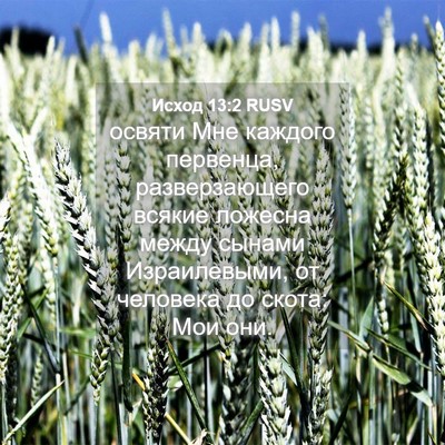Picture 04 - Исход 13:2 RUSV - освяти Мне каждого - Bible Verse Picture
