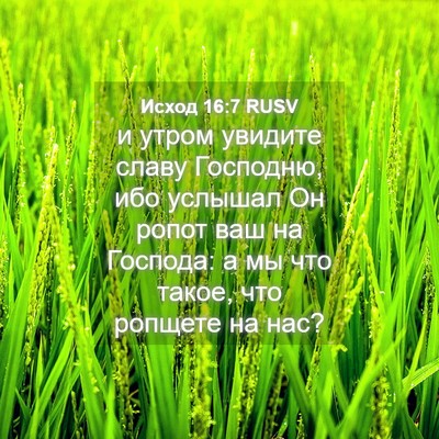Picture 04 - Исход 16:7 RUSV - и утром увидите славу - Bible Verse Picture