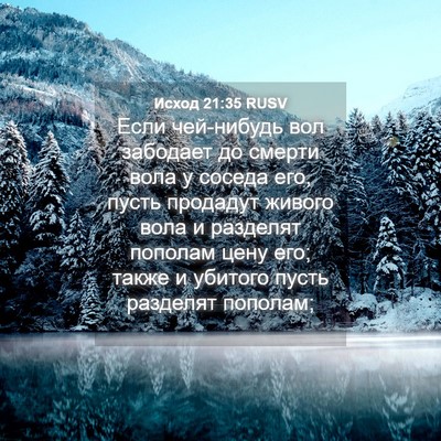 Picture 04 - Исход 21:35 RUSV - Если чей-нибудь вол - Bible Verse Picture