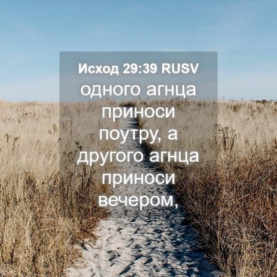Picture 04 - Исход 29:39 RUSV - одного агнца приноси - Bible Verse Picture