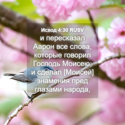 Picture 04 - Исход 4:30 RUSV - и пересказал Аарон все - Bible Verse Picture