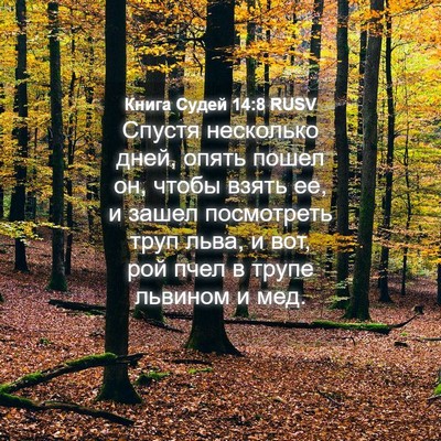 Picture 04 - Книга Судей 14:8 RUSV - Спустя несколько дней, - Bible Verse Picture