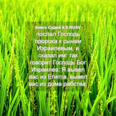 Picture 04 - Книга Судей 6:8 RUSV - послал Господь пророка к - Bible Verse Picture