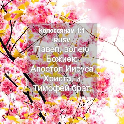 Picture 04 - Колоссянам 1:1 RUSV - Павел, волею Божиею - Bible Verse Picture