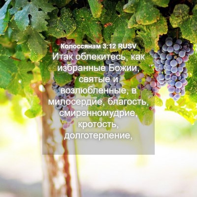 Picture 04 - Колоссянам 3:12 RUSV - Итак облекитесь, как - Bible Verse Picture