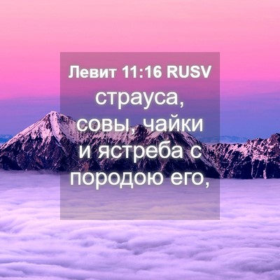 Picture 04 - Левит 11:16 RUSV - страуса, совы, чайки и - Bible Verse Picture
